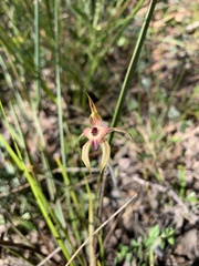 Caladenia cardiochila