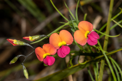 Chorizema diversifolium