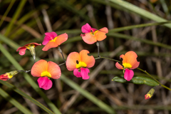 Chorizema diversifolium