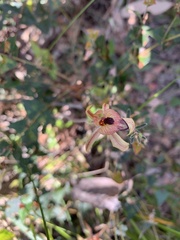 Caladenia cardiochila
