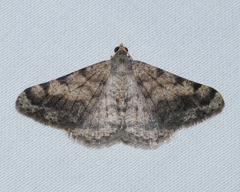 Digrammia colorata