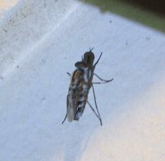 Ozodiceromyia notata