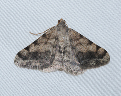 Digrammia colorata