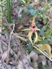 Caladenia cardiochila