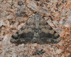 Digrammia colorata