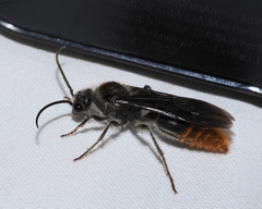 Sphaeropthalma marpesia