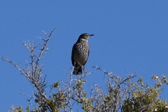 Oreoscoptes montanus