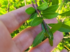 Forestiera angustifolia