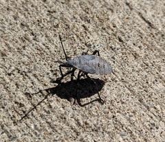 Anasa tristis