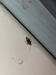 Ozophora picturata