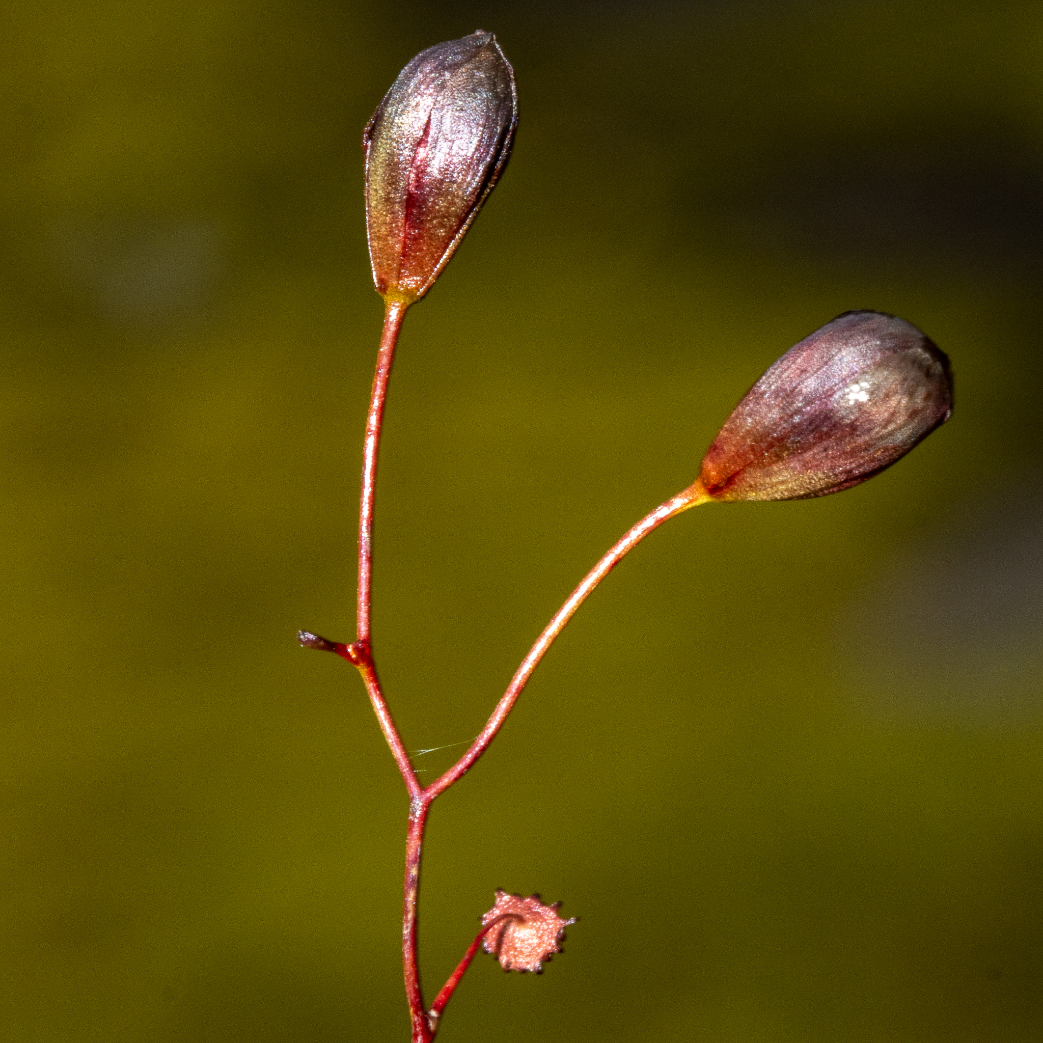 Drosera microphylla Endl.