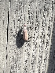 Tenebrionoidea
