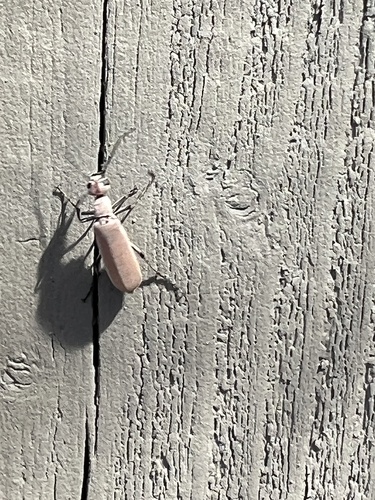 iNaturalist observation photo of Darkling Beetles and Allies