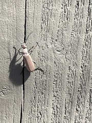 Tenebrionoidea