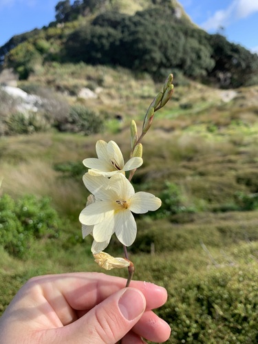 Tritonia gladiolaris (Lam.) Goldblatt & J.C.Manning
