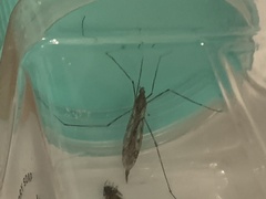 Tipula abdominalis