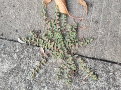 Euphorbia thymifolia