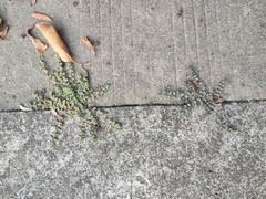 Euphorbia thymifolia