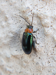 Disonycha politula