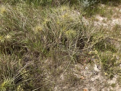 Spinifex
