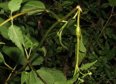 Neolasioptera eupatorii