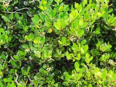 Aegiceras corniculatum