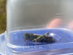 Encoptolophus costalis