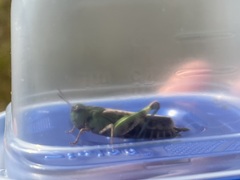 Encoptolophus costalis