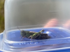 Encoptolophus costalis