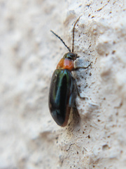 Disonycha politula