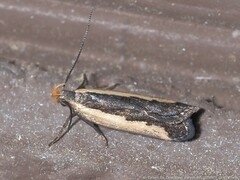 Dichomeris serrativittella