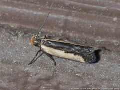 Dichomeris serrativittella