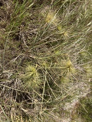 Spinifex