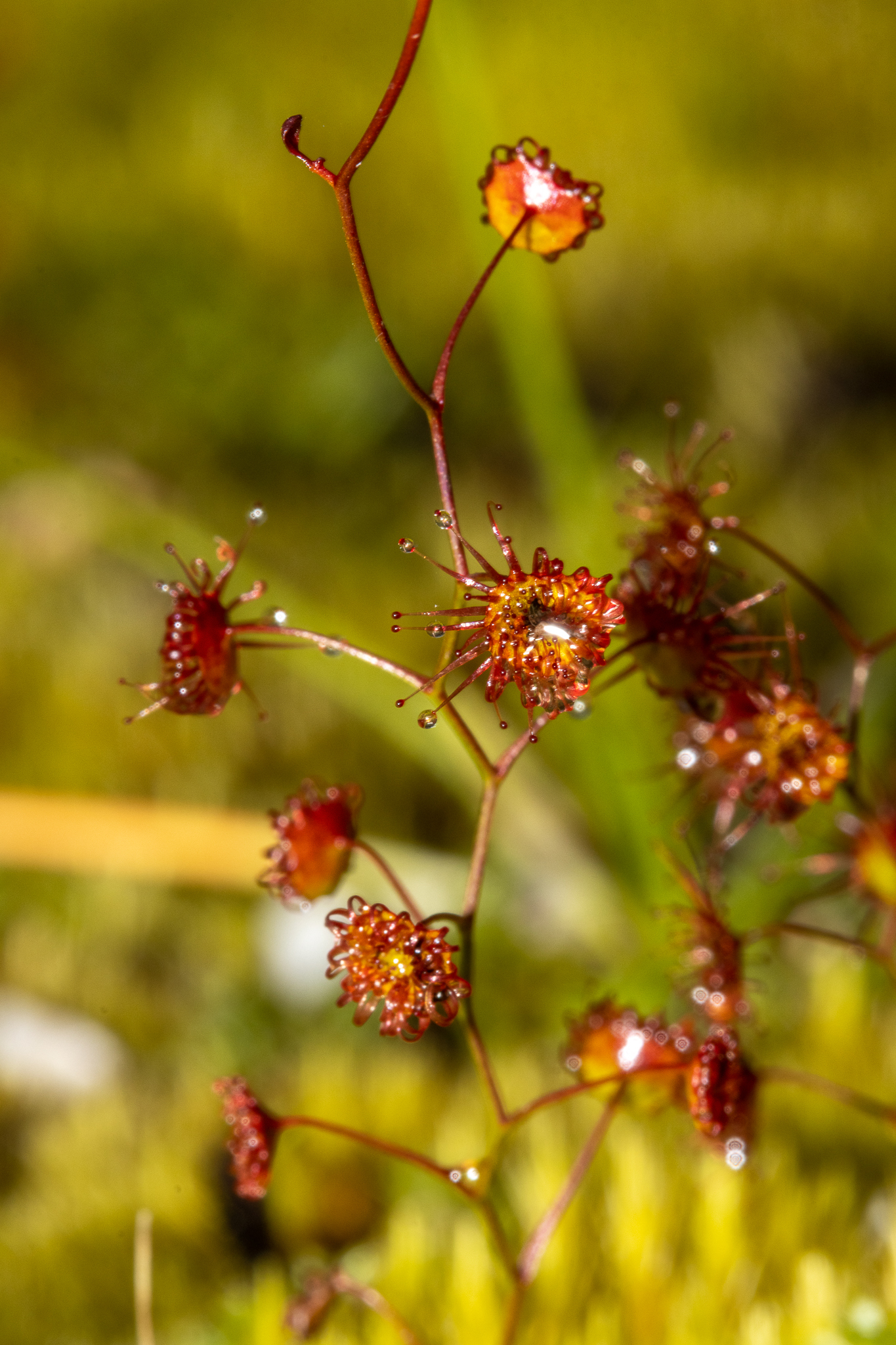 Drosera microphylla Endl. 3