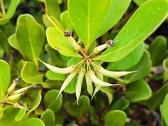 Aegiceras corniculatum