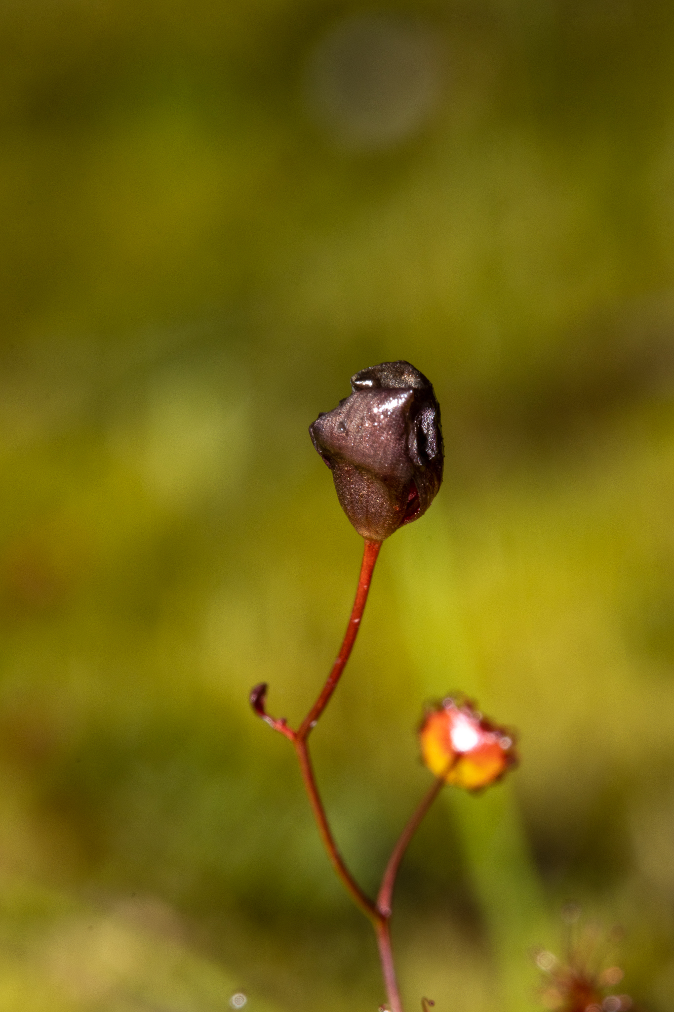 Drosera microphylla Endl. 2