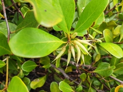 Aegiceras corniculatum