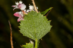 Xanthosia rotundifolia
