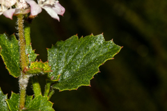 Xanthosia rotundifolia