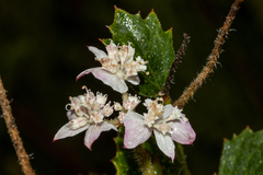 Xanthosia rotundifolia