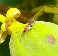 Braconidae