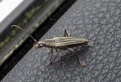 Navomorpha sulcata