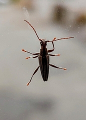 Navomorpha sulcata
