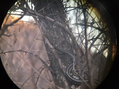 Masticophis lateralis