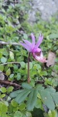 Calypso bulbosa occidentalis