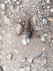 Tettigoniinae