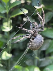 Araneus ventricosus