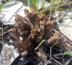 Clavulina vinaceocervina