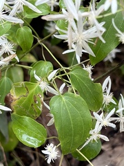 Clematis glycinoides