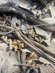Clavulina vinaceocervina